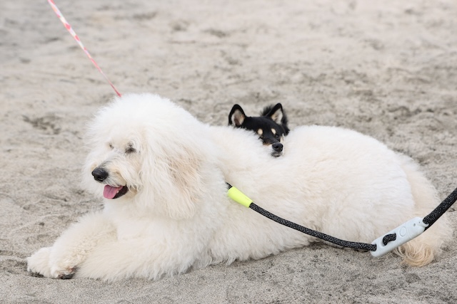 『初恋DOGs』わんこへの演技指導の裏側を聞くの画像