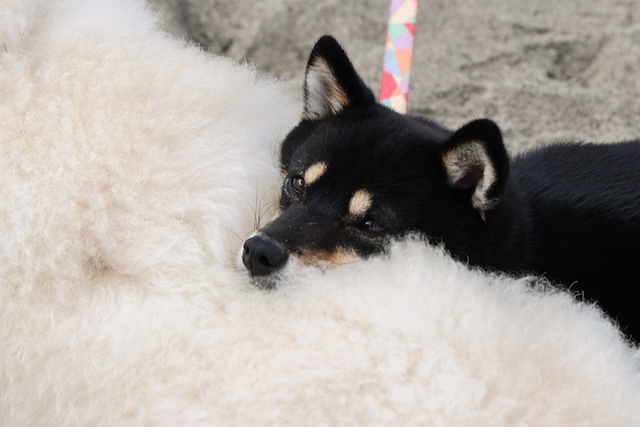 『初恋DOGs』わんこへの演技指導の裏側を聞くの画像