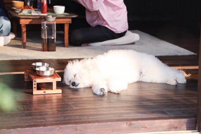 『初恋DOGs』わんこへの演技指導の裏側を聞くの画像