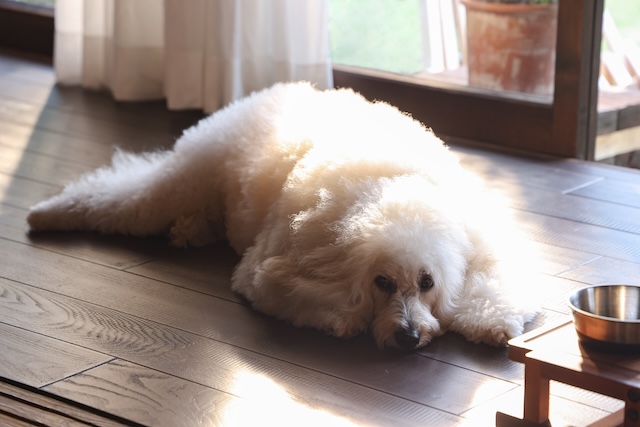 『初恋DOGs』わんこへの演技指導の裏側を聞くの画像