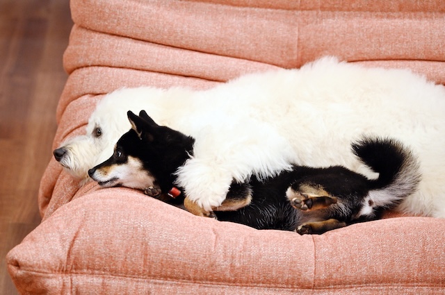 『初恋DOGs』わんこへの演技指導の裏側を聞くの画像