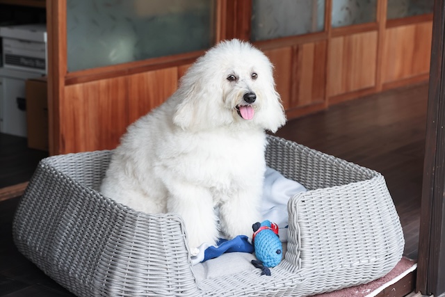 『初恋DOGs』わんこへの演技指導の裏側を聞くの画像