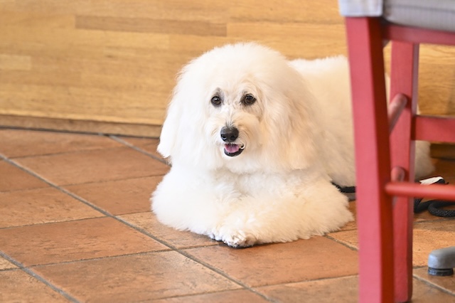 『初恋DOGs』わんこへの演技指導の裏側を聞くの画像