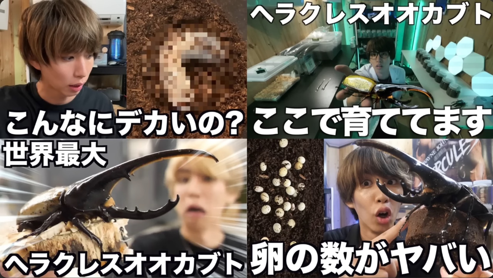 はじめしゃちょー、レアな昆虫の羽化を報告の画像