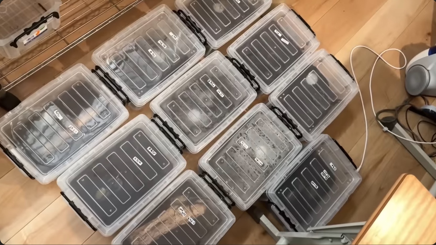 はじめしゃちょー、レアな昆虫の羽化を報告の画像