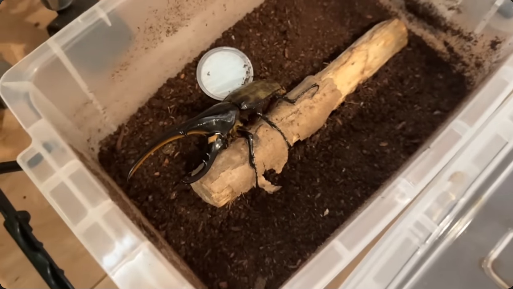 はじめしゃちょー、レアな昆虫の羽化を報告の画像