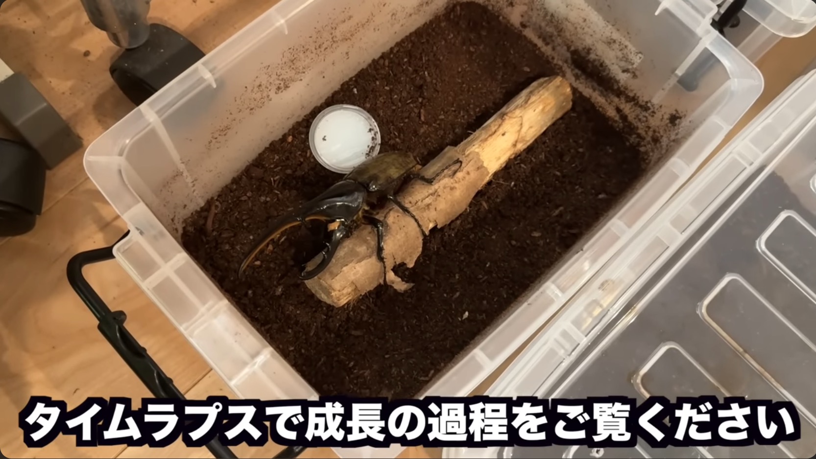 はじめしゃちょー、レアな昆虫の羽化を報告の画像