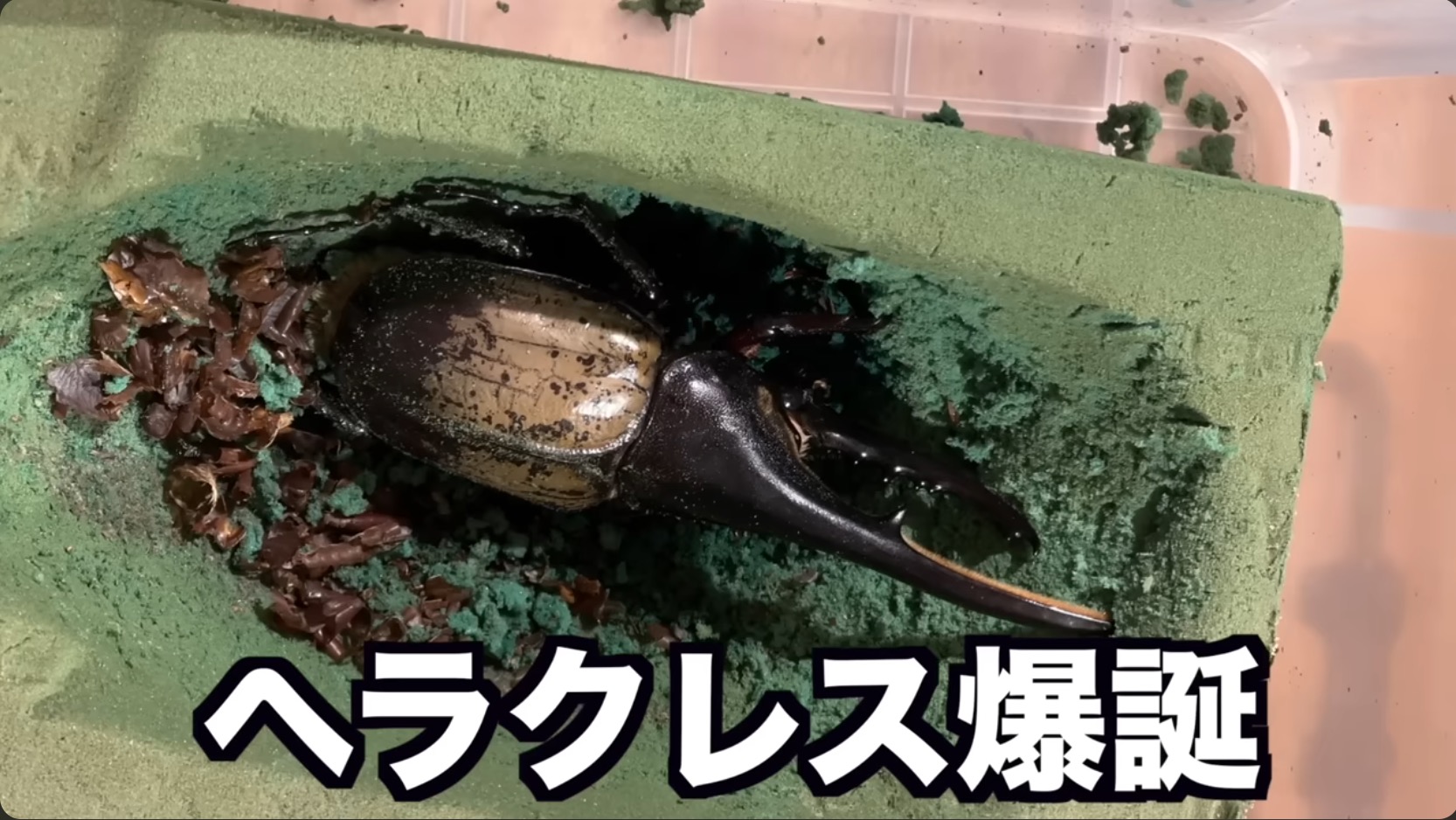 はじめしゃちょー、レアな昆虫の羽化を報告の画像