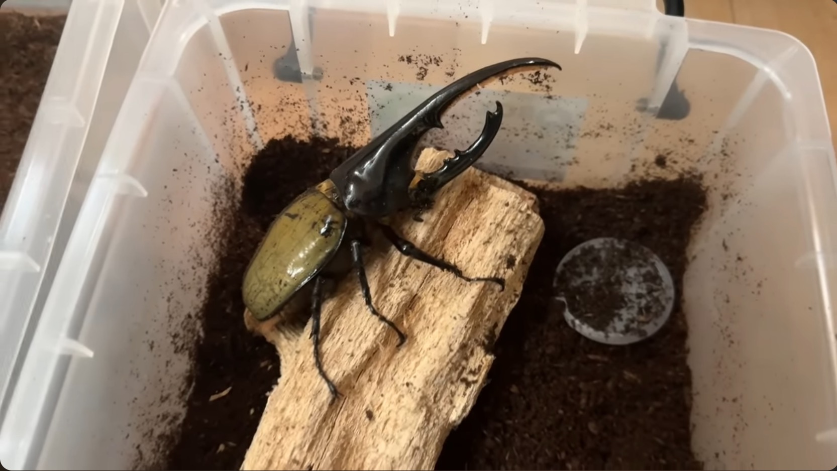 はじめしゃちょー、レアな昆虫の羽化を報告の画像