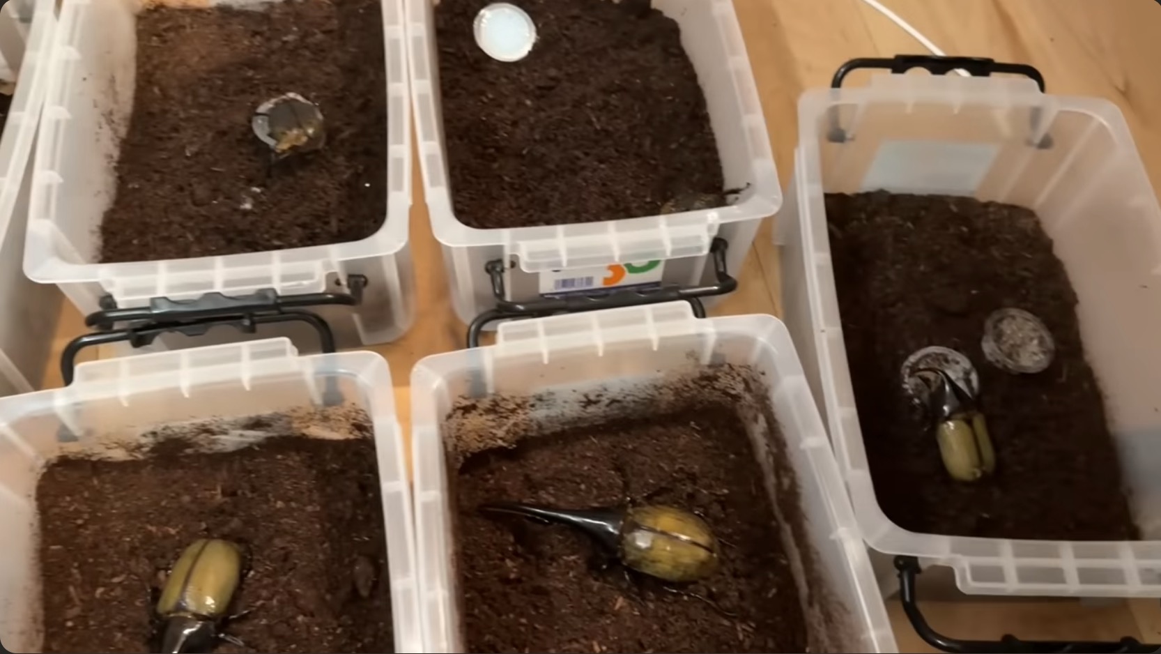 はじめしゃちょー、レアな昆虫の羽化を報告の画像