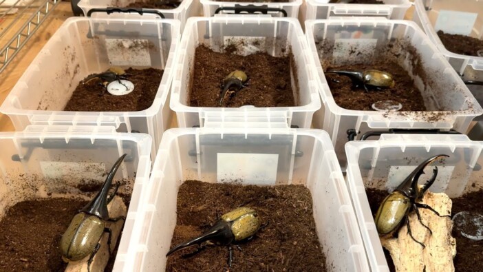 はじめしゃちょー、レアな昆虫の羽化を報告