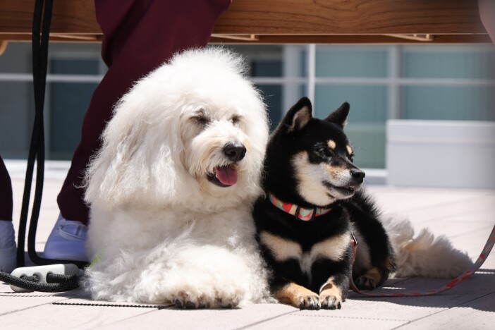 『初恋DOGs』わんこへの演技指導の裏側を聞く