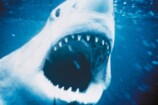 『ジョーズ』50周年記念上映、北米2位の快挙の画像
