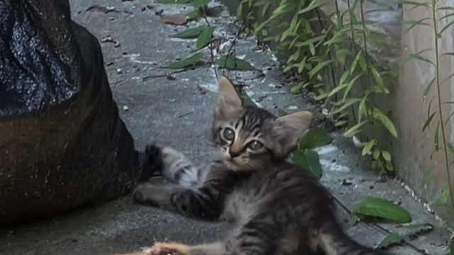 すしらーめん《りく》が保護した子猫「こてんちゃん」