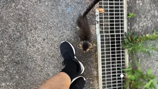 すしらーめん《りく》が保護した子猫「こてんちゃん」