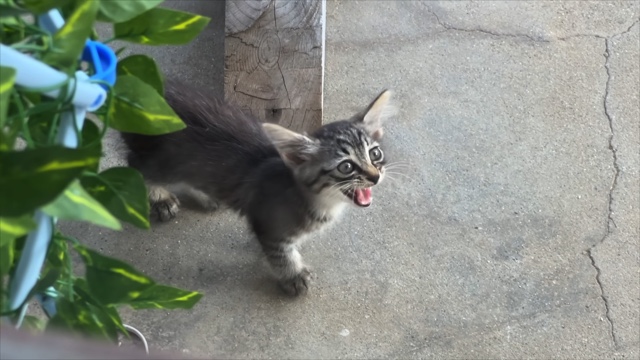 すしらーめん《りく》が保護した子猫「こてんちゃん」