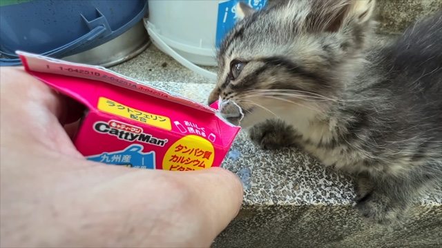 すしらーめん《りく》が保護した子猫「こてんちゃん」