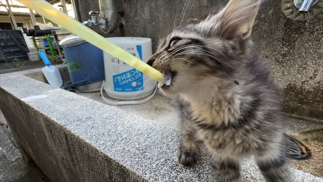 すしらーめん《りく》が保護した子猫「こてんちゃん」