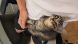 すしらーめん《りく》が保護した子猫「こてんちゃん」
