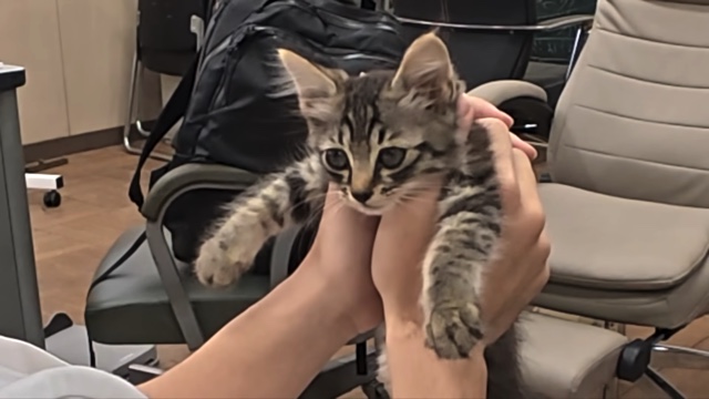 すしらーめん《りく》が保護した子猫「こてんちゃん」