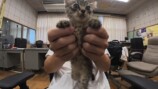 すしらーめん《りく》が保護した子猫「こてんちゃん」