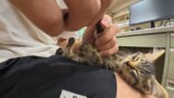すしらーめん《りく》が保護した子猫「こてんちゃん」