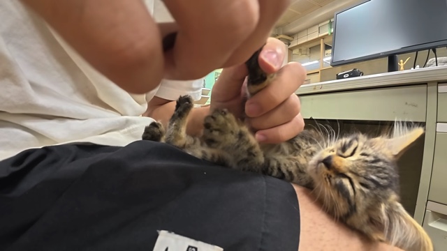 すしらーめん《りく》が保護した子猫「こてんちゃん」