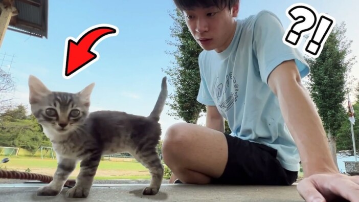 すしらーめん《りく》、人懐っこすぎる子猫を保護　親猫を探す配慮と愛らしいふれあいに視聴者「尊すぎる」