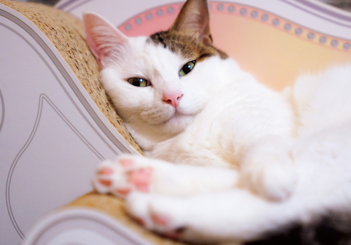 ねこのナナちゃん・ポンちゃんカレンダーの画像