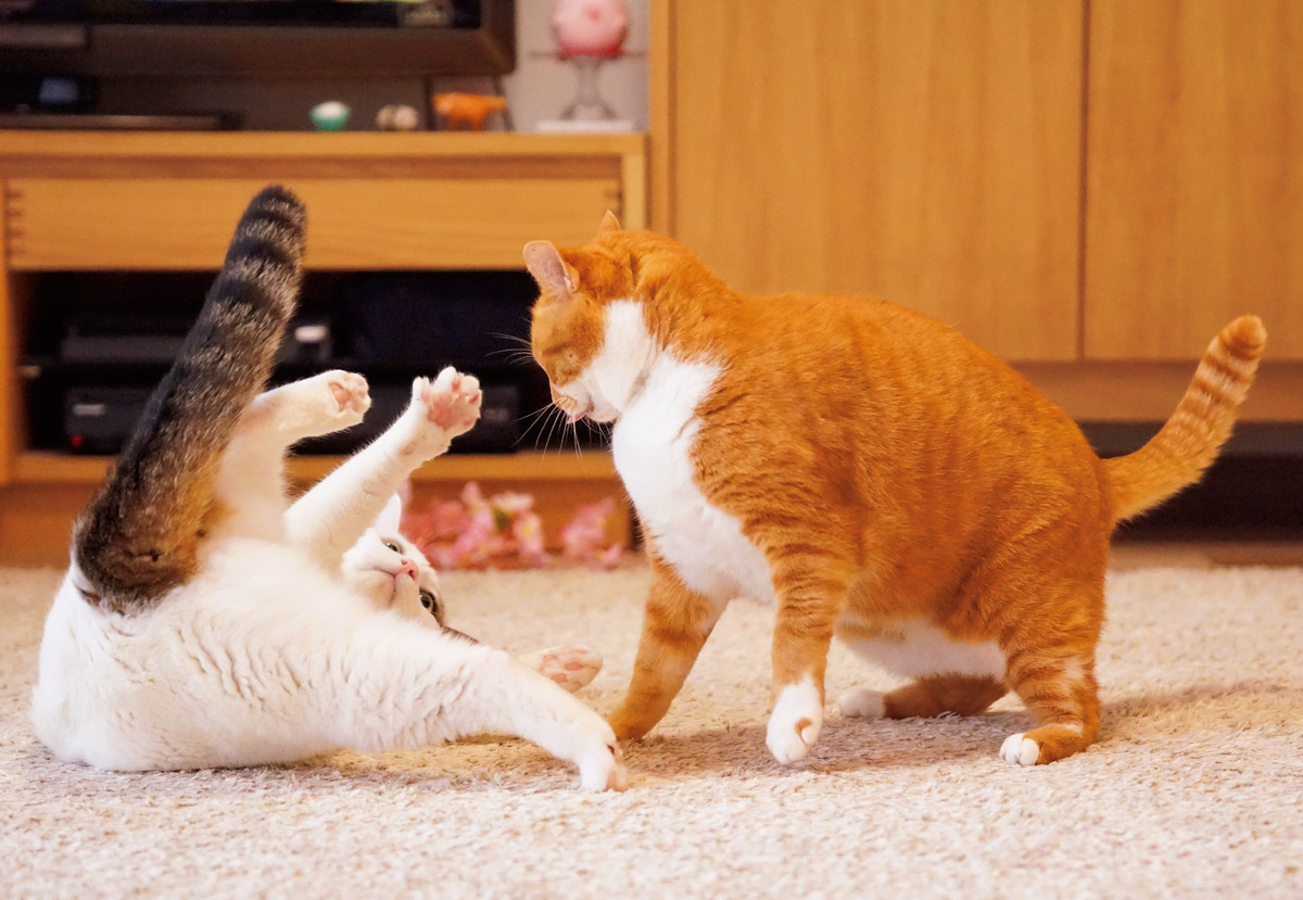 ねこのナナちゃん・ポンちゃんカレンダーの画像