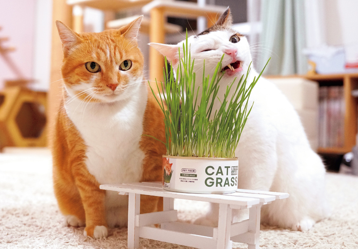 ねこのナナちゃん・ポンちゃんカレンダー