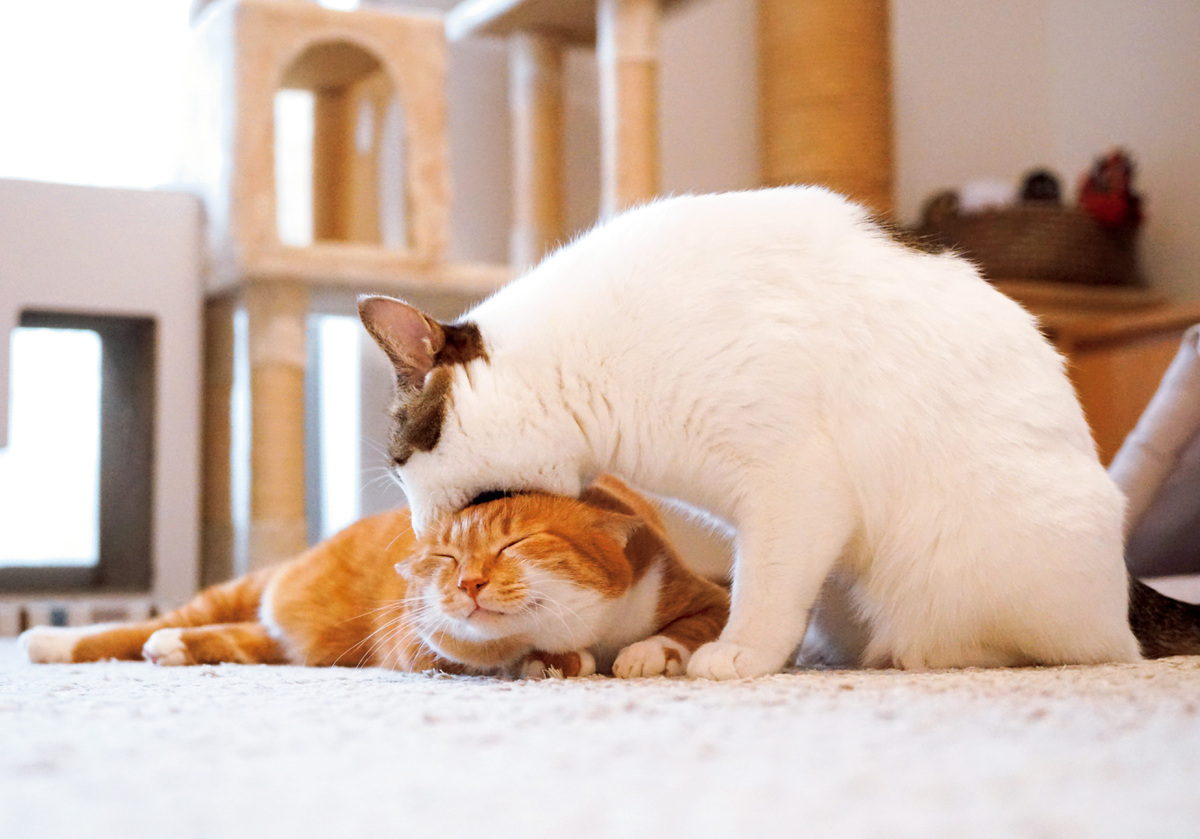 ねこのナナちゃん・ポンちゃんカレンダーの画像