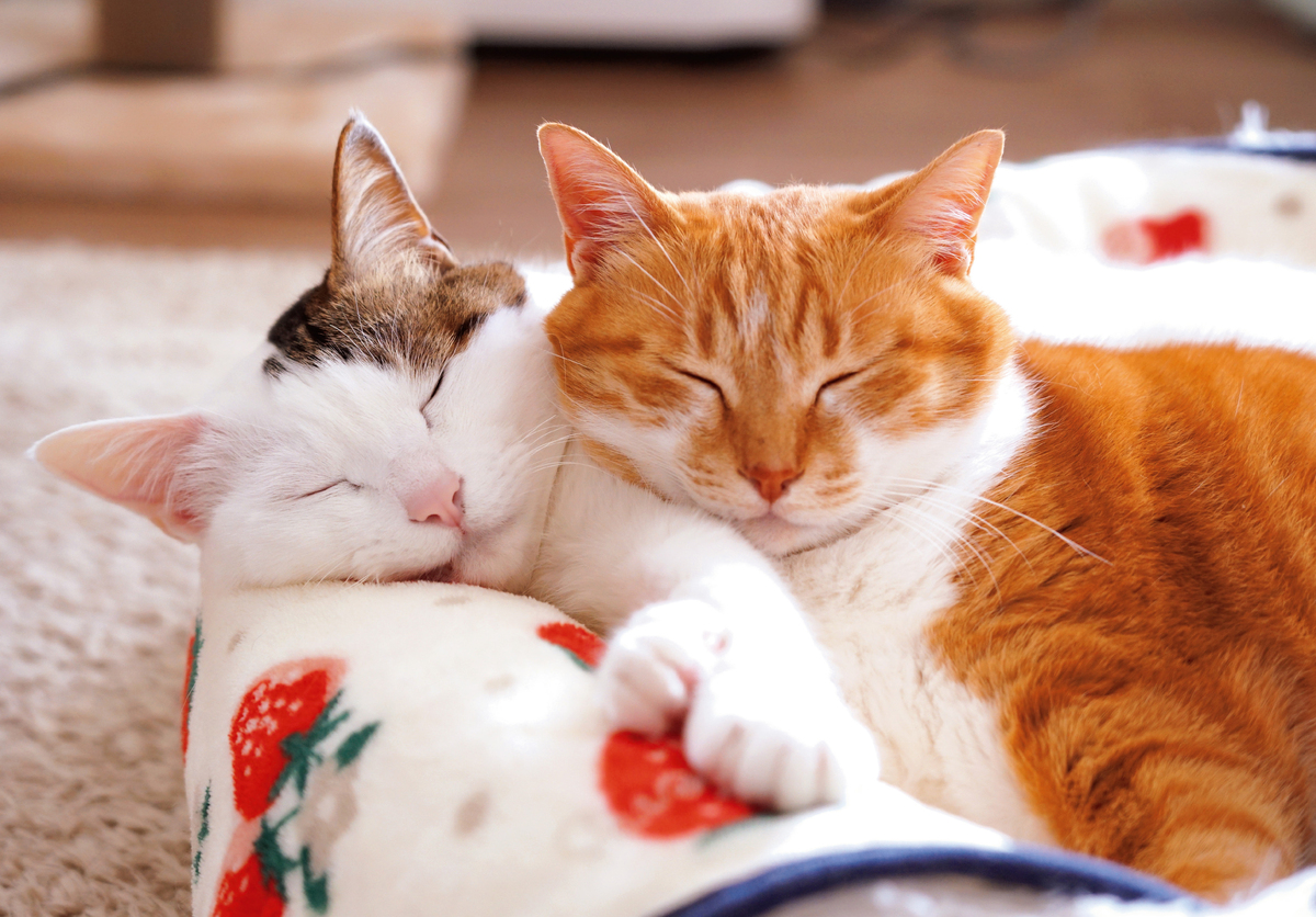 ねこのナナちゃん・ポンちゃんカレンダーの画像