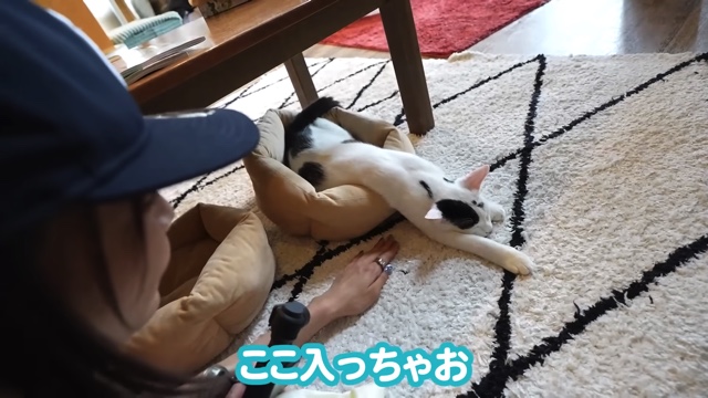 猫に癒される岡田紗佳