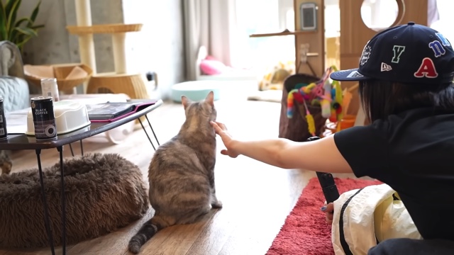猫に癒される岡田紗佳