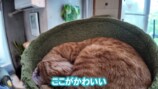 猫に癒される岡田紗佳