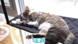 猫に癒される岡田紗佳