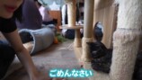猫に癒される岡田紗佳