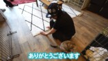 猫に癒される岡田紗佳