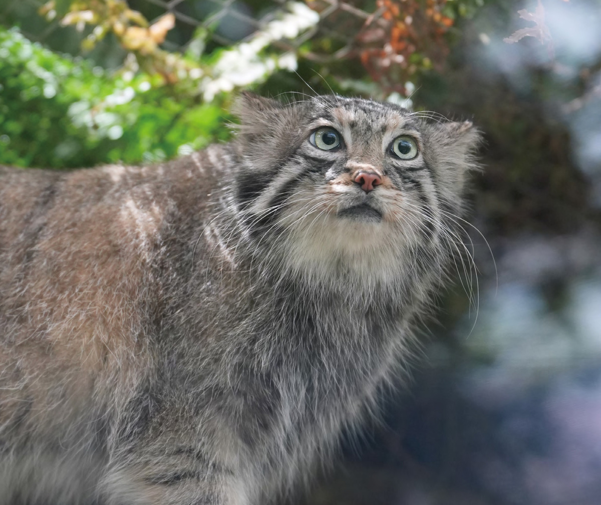 『2026 マヌルネコカレンダー』の画像