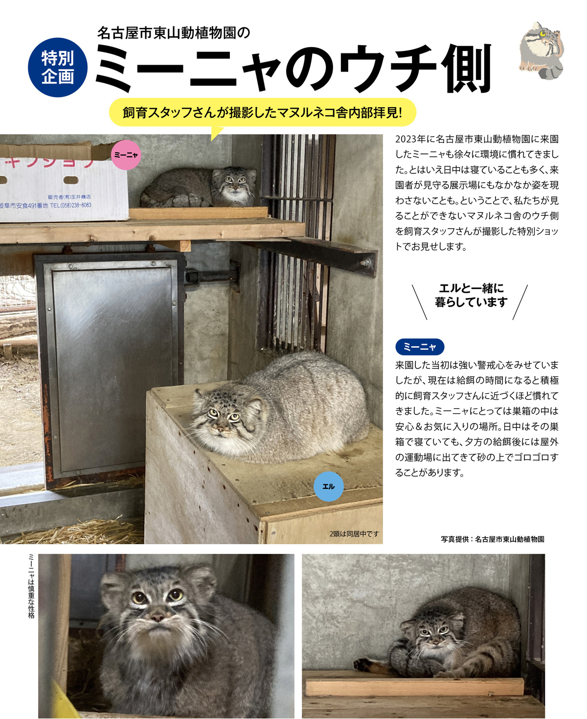 『2026 マヌルネコカレンダー』の画像