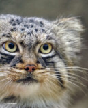 『2026 マヌルネコカレンダー』の画像