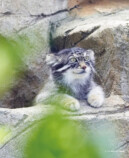 『2026 マヌルネコカレンダー』の画像