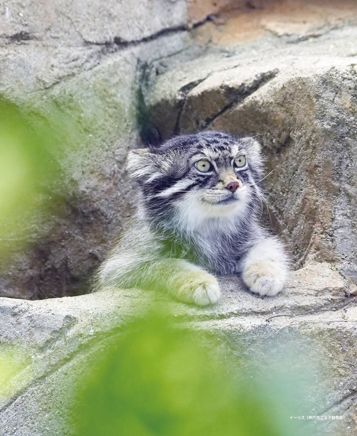 『2026 マヌルネコカレンダー』の画像