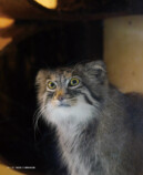 『2026 マヌルネコカレンダー』の画像