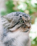 『2026 マヌルネコカレンダー』の画像