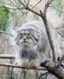 『2026 マヌルネコカレンダー』の画像