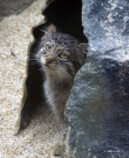 『2026 マヌルネコカレンダー』の画像