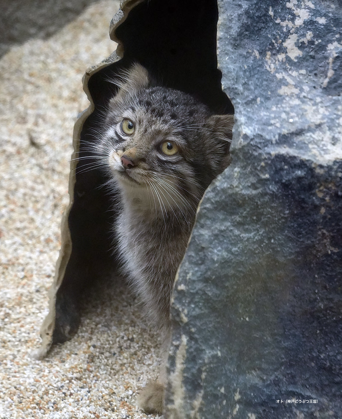 『2026 マヌルネコカレンダー』の画像