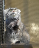 『2026 マヌルネコカレンダー』の画像